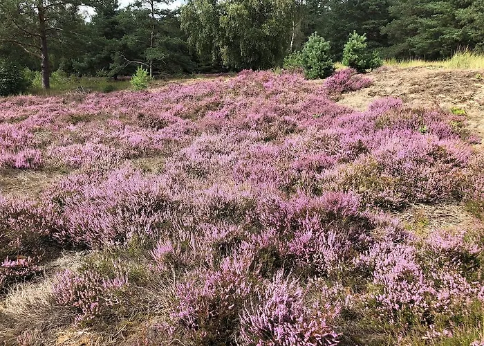 Hotel Sonnenhügel Hotel&restaurant 4*